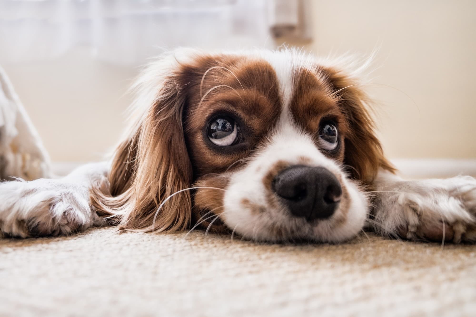 Original pet photo